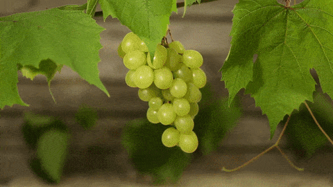 Protección de la uva contra las avispas.