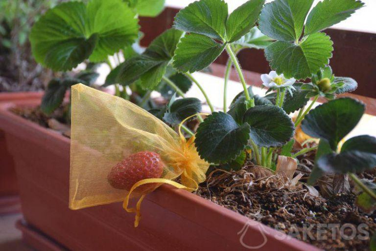 Protección de plantas - fresa en bolsa de organza. Protección de plantas, frutas, uvas.