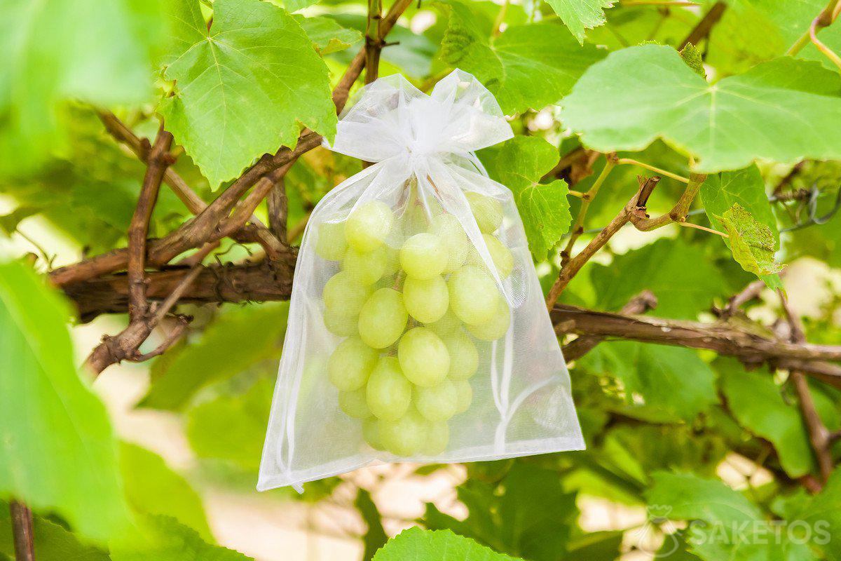 protección de las uvas