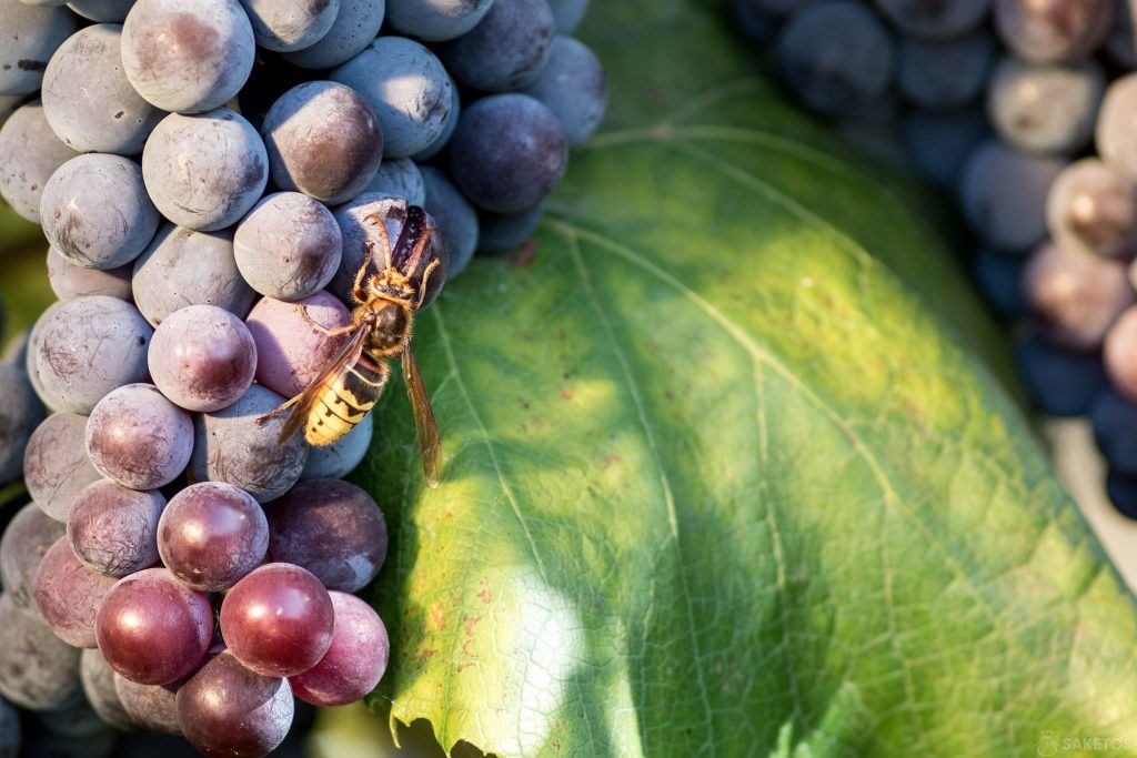 Protección de la uva DIY