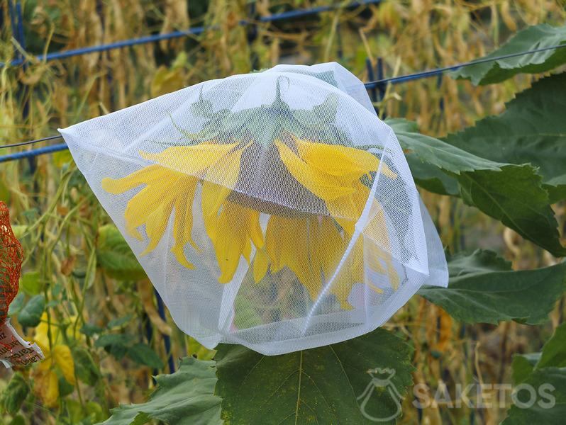 Proteger las semillas de girasol contra los pájaros - bolsas protectoras para el jardín