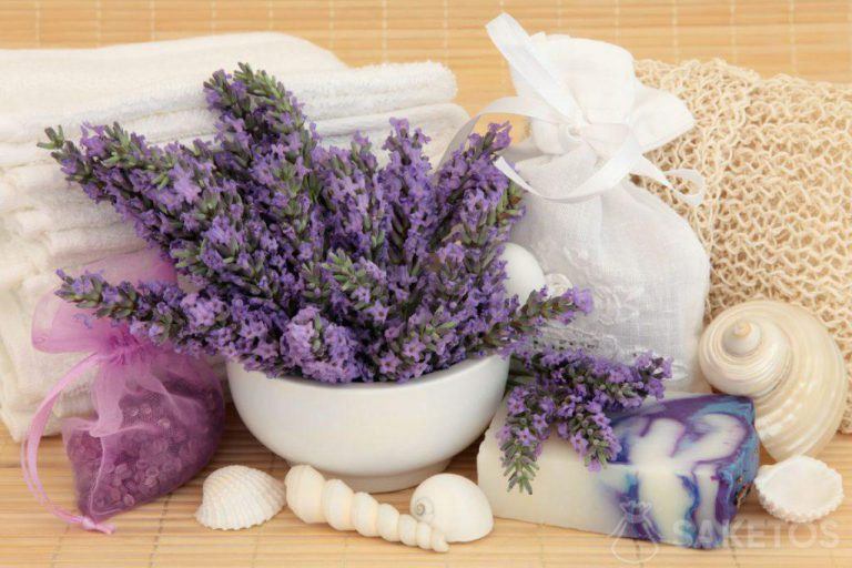 Cosméticos de lavanda para SPA en casa