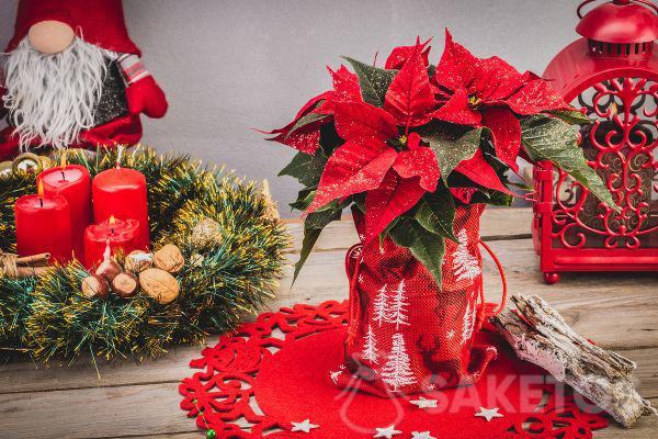 Saco de yute con estampado navideño como decoración navideña - envoltura para Estrella de Belén (Euphorbia pulcherrima)