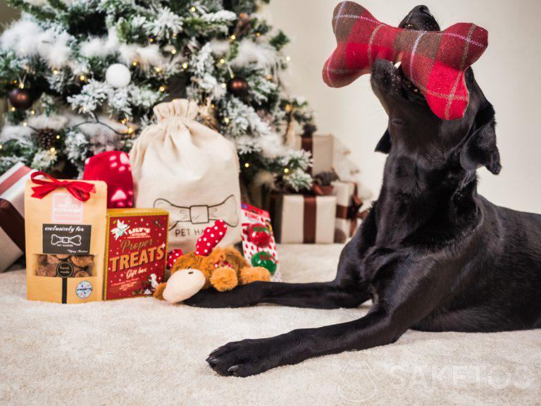 embalaje de regalo para perros y gatos - caja de regalo para su mascota