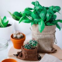 Bolsas de yute 12 x 15 cm - natural oscuro Lavanda y productos secos perfumados