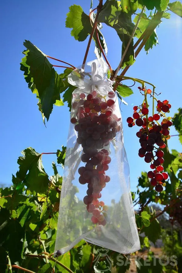 Bolsas de organza 16 x 37 cm
