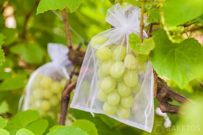 Mosquitera de frutas