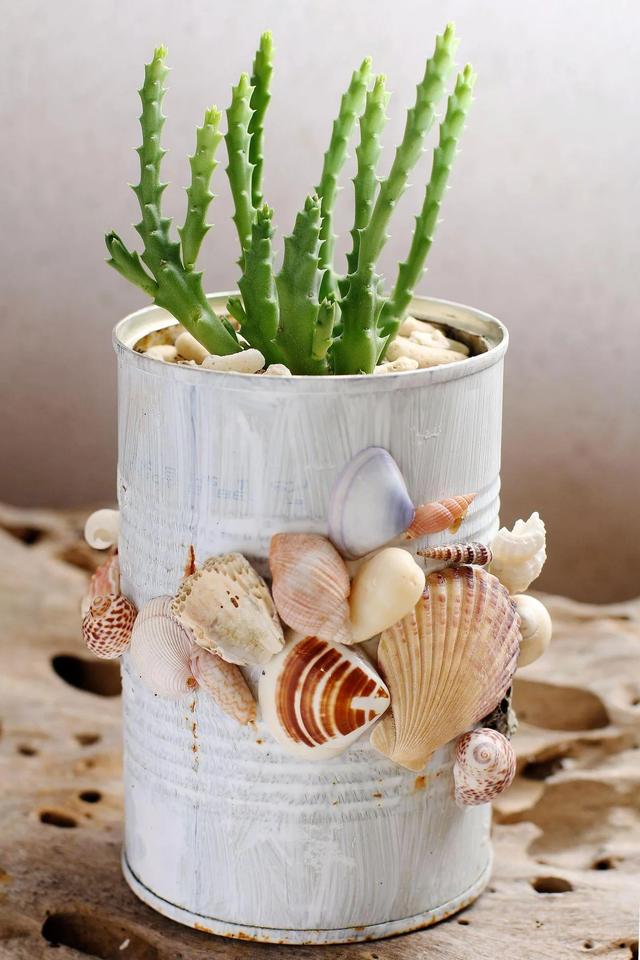 ¿Qué guardar las conchas? Úsalos para crear decoraciones caseras DYY