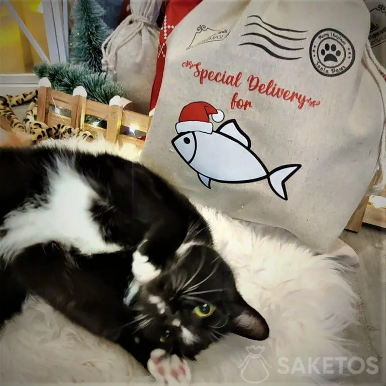 envases de regalo para perros y gatos