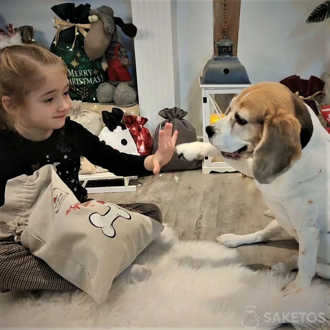 envases de regalo para perros y gatos